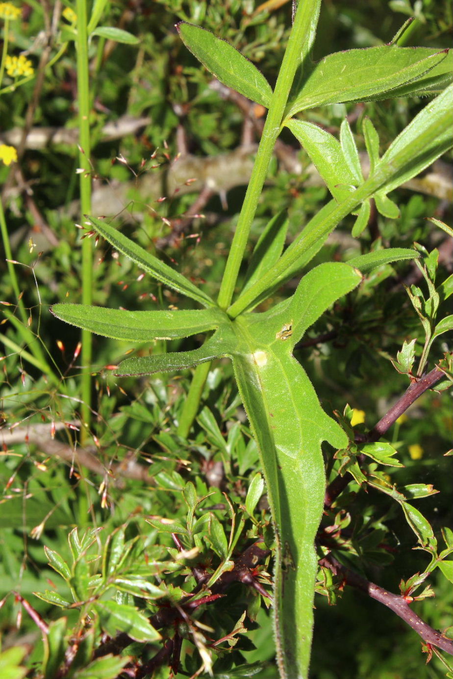 Centaurea scabiosa subsp. alpestris / Fiordaliso alpestre